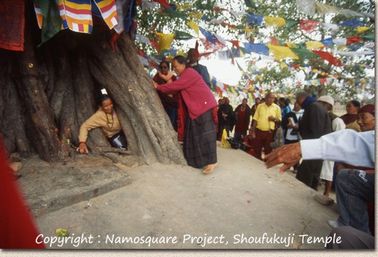 ネパールの人々が巨大な菩提樹の穴をくぐりぬけている